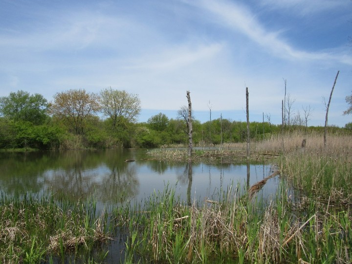 Herp Habitat